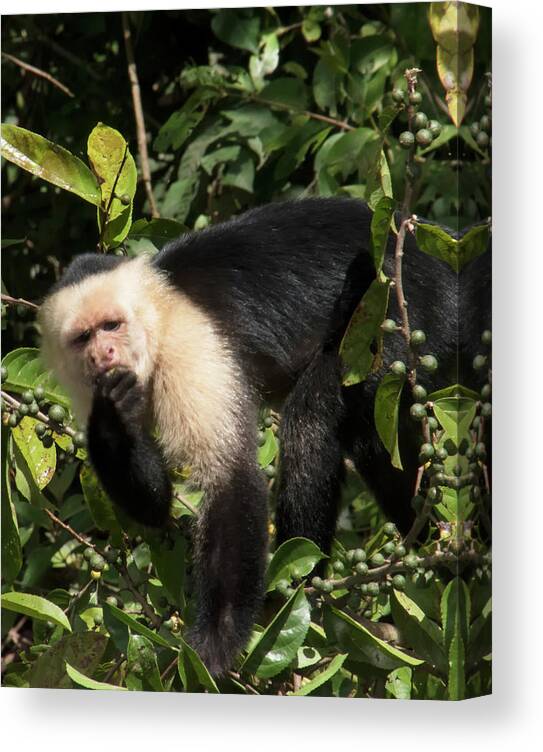 Capuchine Monkey Canvas Print featuring the photograph Capuchine 2 by Jessica Levant