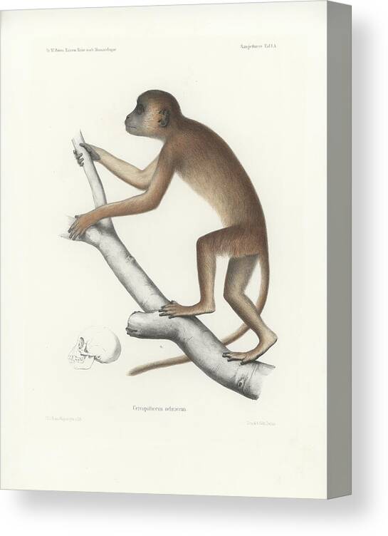 Central Yellow Baboon Canvas Print featuring the drawing Central Yellow Baboon, Papio c. cynocephalus by J D L Franz Wagner