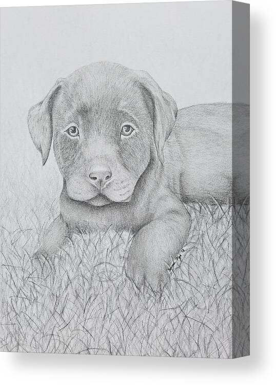 Animal Drawing Canvas Print featuring the drawing Chocolate Lab Puppy by Tamara Mejia