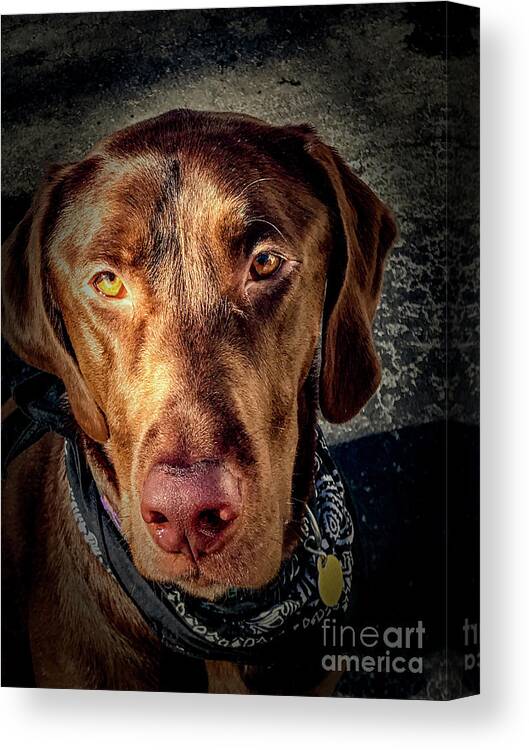 Animal Canvas Print featuring the photograph Chocolate Lab by William Norton