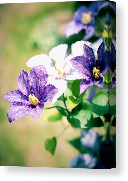 Clematis Canvas Print featuring the photograph Clematis by Yuka Kato
