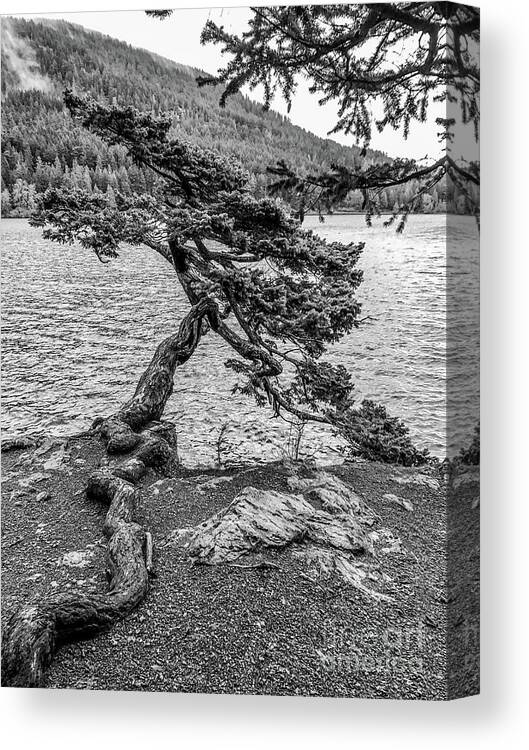Lake Canvas Print featuring the photograph Cliff Side Pine by William Wyckoff