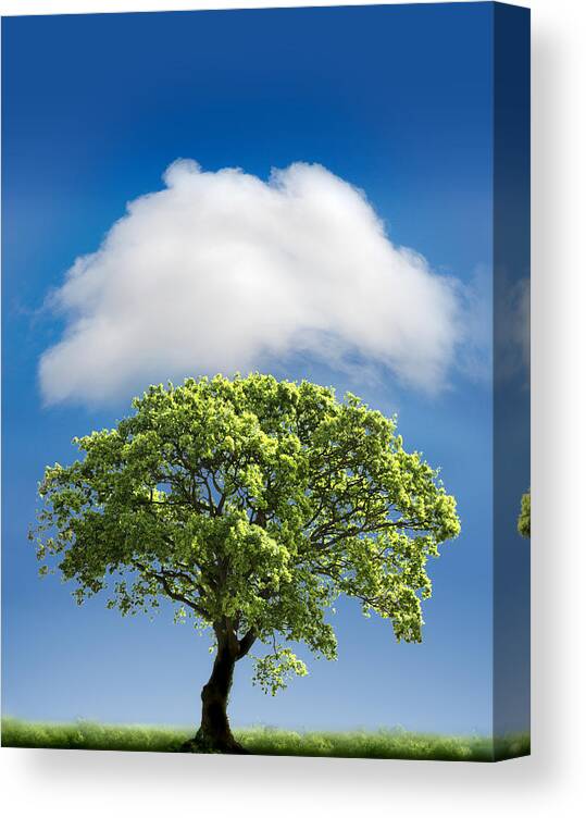 Tree Canvas Print featuring the photograph Cloud Cover by Mal Bray