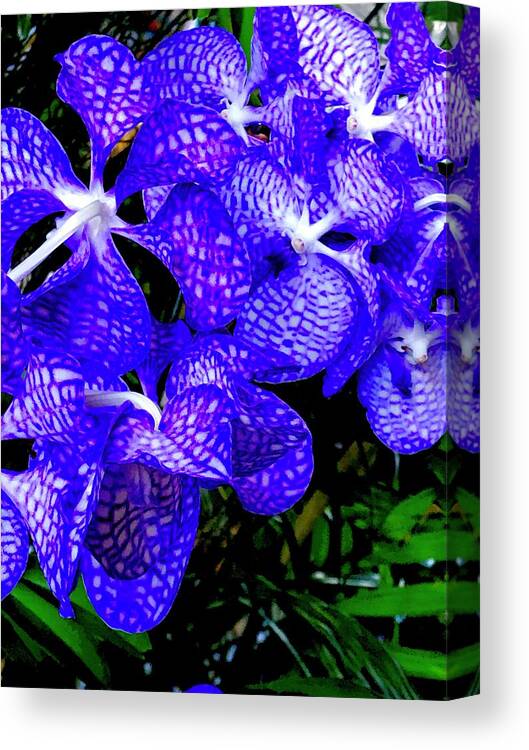 #flowersofaloha #orchids #cluster #vandas #blue Canvas Print featuring the photograph Cluster of Electric Blue Vanda Orchids by Joalene Young