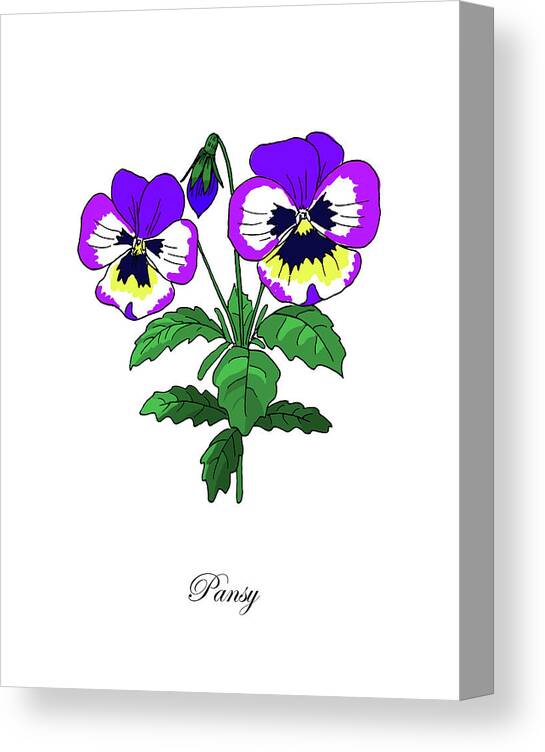 Pansy Canvas Print featuring the mixed media Colored Pansy. Botanical by Masha Batkova