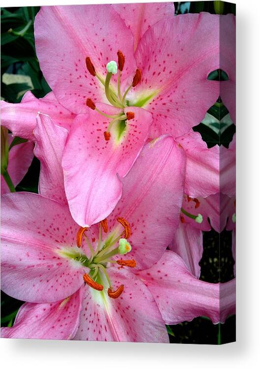 Floral Canvas Print featuring the photograph Como Wonders by Cara Frafjord