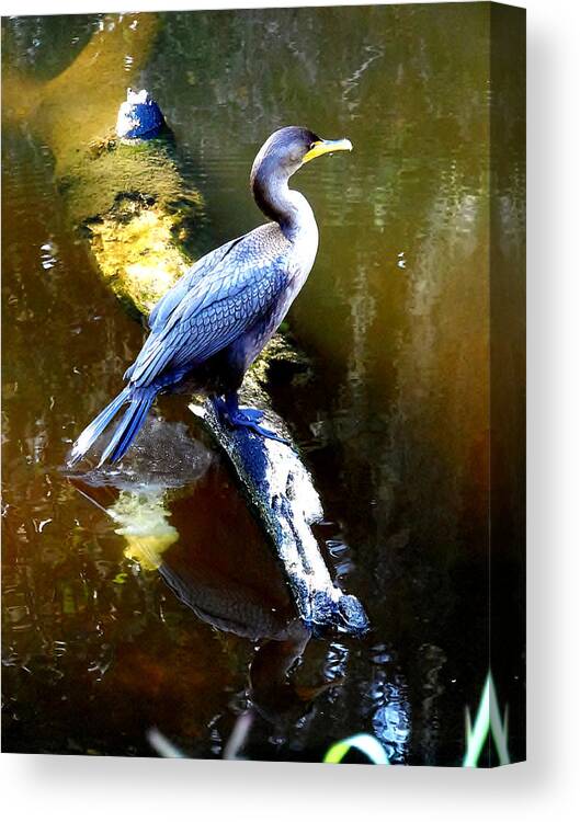 Double-crested Cormorant Canvas Print featuring the photograph  Cormorant 002 by Christopher Mercer