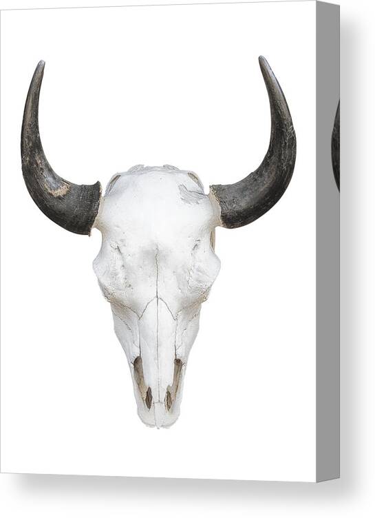 Cow Skull Canvas Print featuring the photograph Cow Skull Knockout On White by Gary Warnimont
