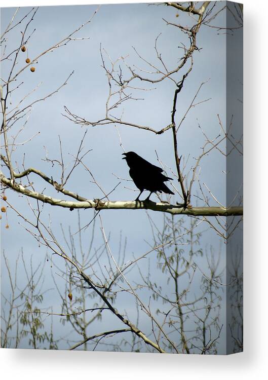 Crow Canvas Print featuring the photograph Crow in Sycamore by Azthet Photography