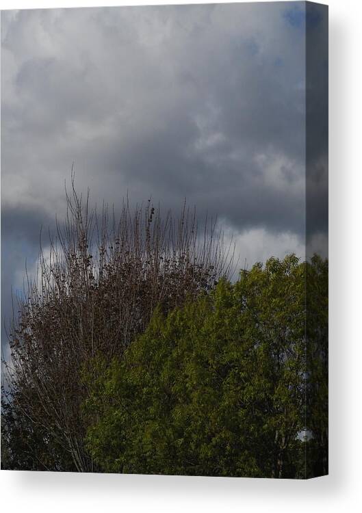  Canvas Print featuring the photograph Cumulus 19 and Trees by Richard Thomas