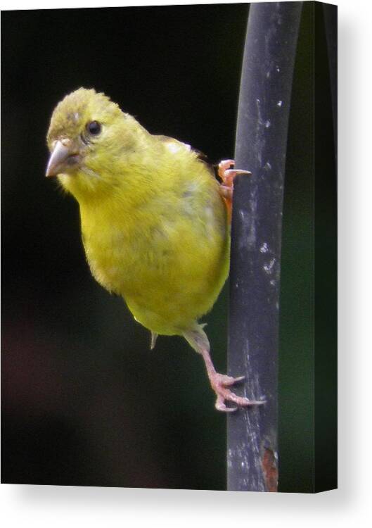Curious Goldfinch Canvas Print featuring the photograph Curious Goldfinch by Earl Williams Jr