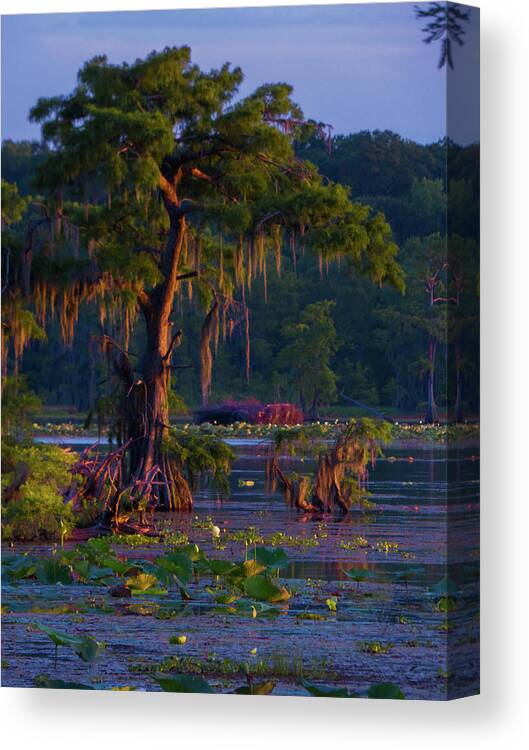 Orcinus Fotograffy Canvas Print featuring the photograph Cypress In The Sunset by Kimo Fernandez