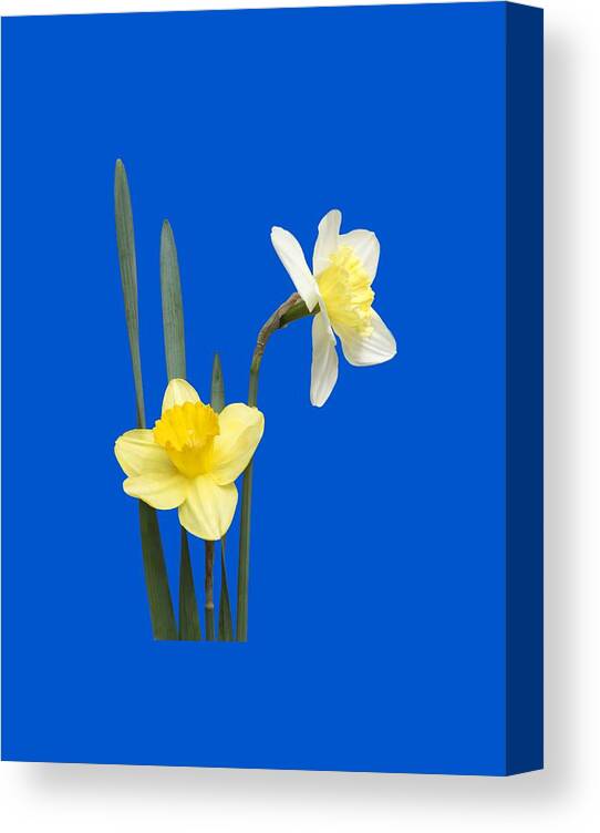 Daffodil Pair Canvas Print featuring the photograph Daffodil Pair - Transparent by Nikolyn McDonald