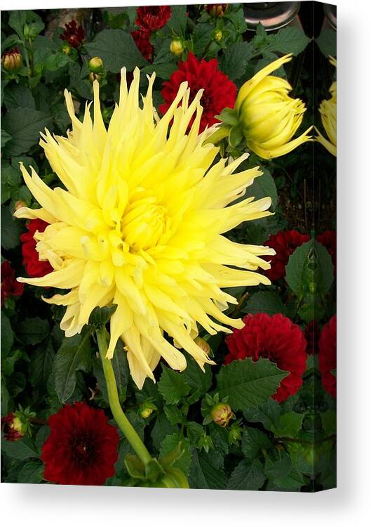Bright Canvas Print featuring the photograph Dahlia's by Sharon Duguay