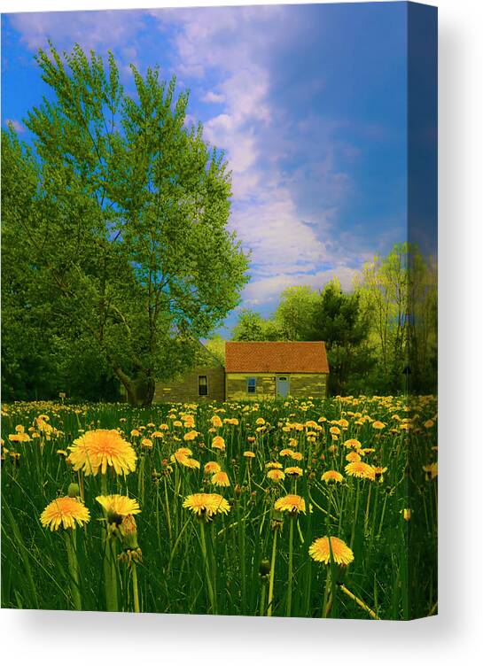 Dandelions Canvas Print featuring the photograph Dandy on In by Jeff Cooper