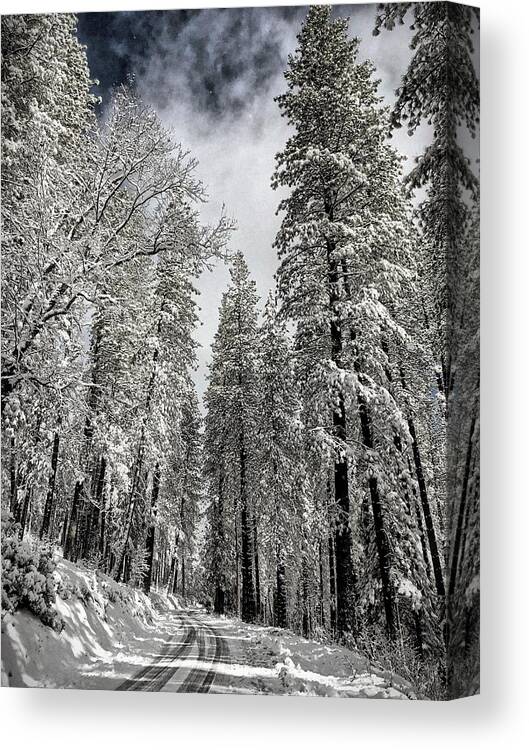 Snow Canvas Print featuring the photograph Dashing Through the Snow by Steph Gabler