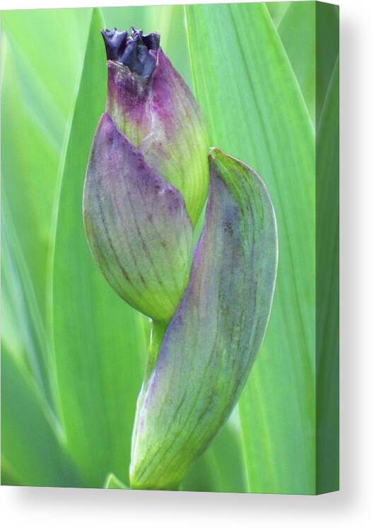 Flowers Canvas Print featuring the photograph Deep Purple Promise by Cris Fulton