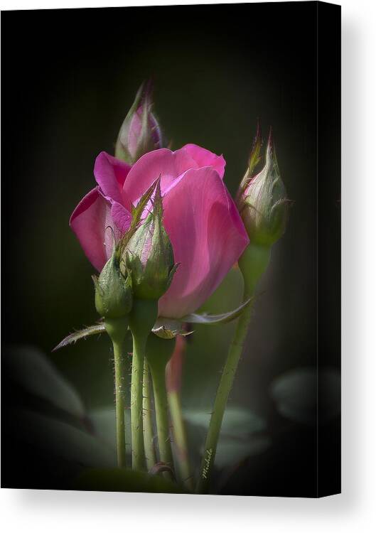 Rose Canvas Print featuring the photograph Delicate Rose with Buds by Michele A Loftus