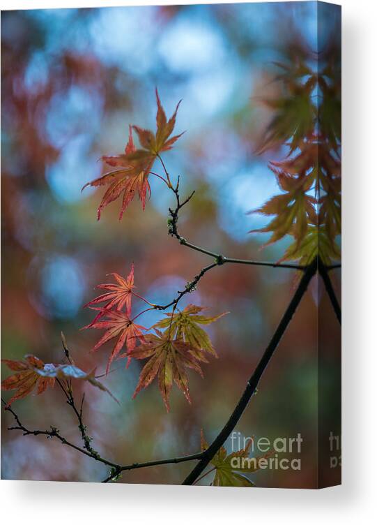 Leaves Canvas Print featuring the photograph Delicate Signs of Autumn by Mike Reid