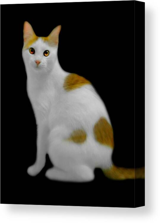 Derby Canvas Print featuring the photograph Derby the Cat by Diana Angstadt