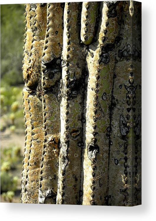 Photograph On Paper Canvas Print featuring the photograph Desert Cactus 6 by Patricia Bigelow