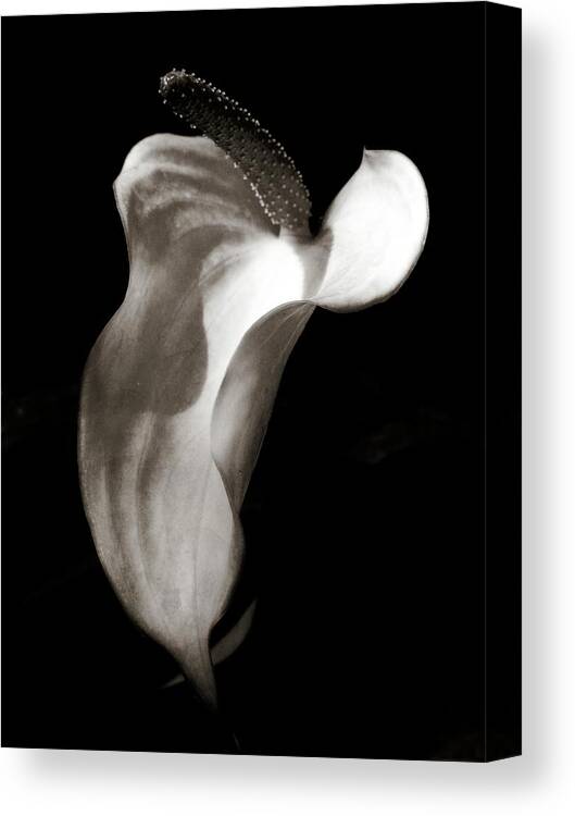 Black And White Canvas Print featuring the photograph Divine Creature by Julia Wilcox