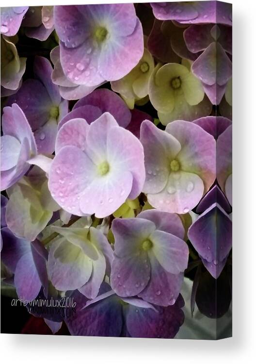 Hydrangea Canvas Print featuring the photograph Dreamy Hydrangea by Mimulux Patricia No