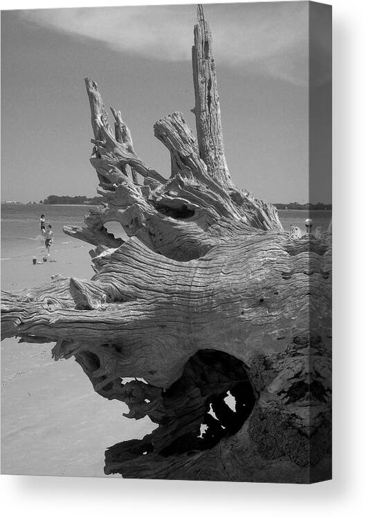 Sand Canvas Print featuring the photograph Driftwood Study 2 by Deborah Ferree