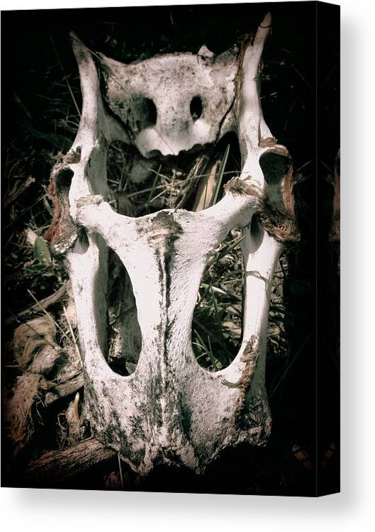 Leah Grunzke Canvas Print featuring the photograph Dry Bones by Leah GRUNZKE