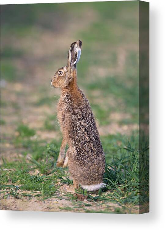 Brown Canvas Print featuring the photograph Ears Up by Pete Walkden