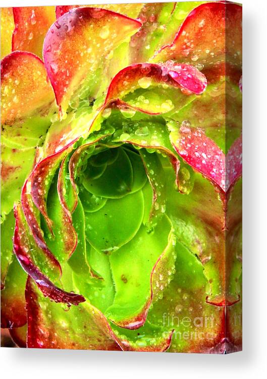 Plant Canvas Print featuring the photograph Emerald With Ruby by Jody Frankel 
