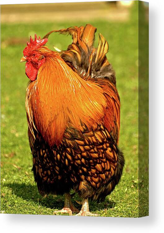 Animals Canvas Print featuring the photograph Fighting Cock by Richard Denyer