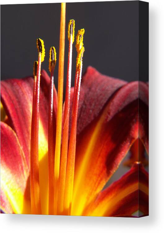 Fire Lily Canvas Print featuring the photograph Fire Lily 1 by Amy Fose