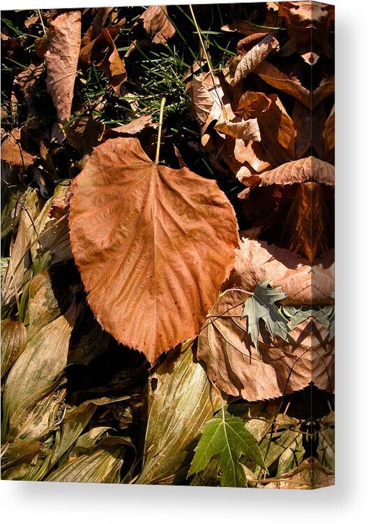 Leaf Canvas Print featuring the photograph Floating Leaf by Mike Evangelist