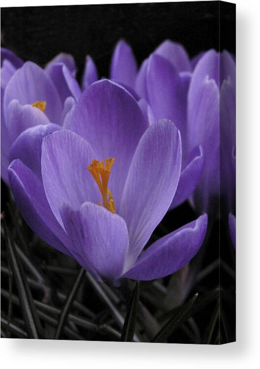 Flowers Canvas Print featuring the photograph Flower Crocus by Nancy Griswold