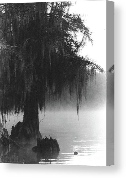 Swamps Canvas Print featuring the photograph Foggy Swamps by Joy Tudor