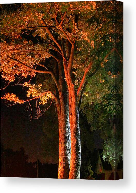 Guy Ricketts Art And Photography Canvas Print featuring the photograph Forest of Darkness by Guy Ricketts