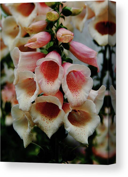 Flower Canvas Print featuring the photograph Foxglove Wonderment by Allen Nice-Webb