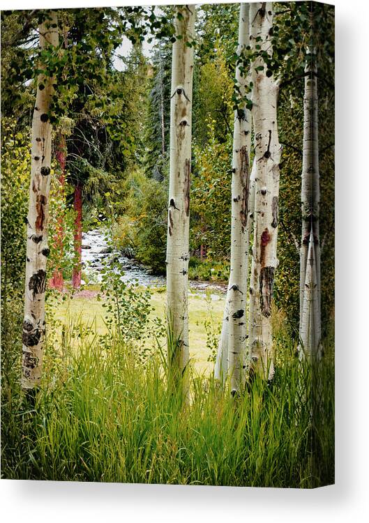 Trees Canvas Print featuring the photograph Framed By Aspens by John Anderson