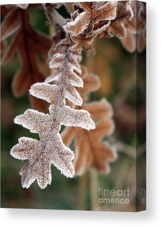 Frost Covered Oak Leaf Canvas Print featuring the photograph Frost covered oak leaf by Julia Gavin