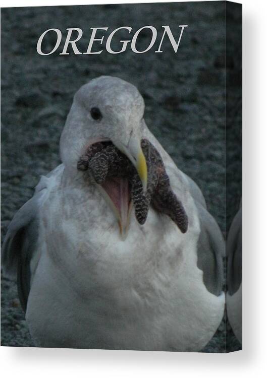 Starfish Canvas Print featuring the photograph Funny Seagull With Starfish by Gallery Of Hope 