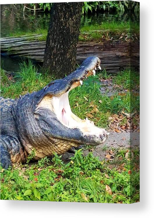 Alligator Canvas Print featuring the photograph Gator Bait by Rick Redman
