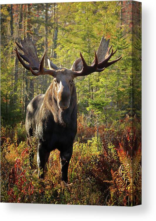 Moose Canvas Print featuring the photograph Getting a Bit Too Close by Duane Cross