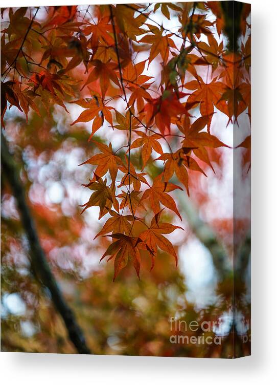 Leaves Canvas Print featuring the photograph Glorious Fall Colors by Mike Reid