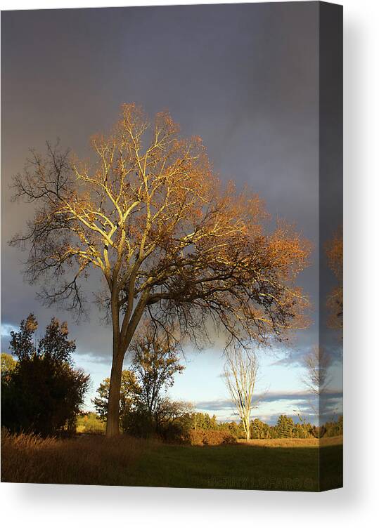 Tree Canvas Print featuring the photograph Golden Light by Jerry LoFaro