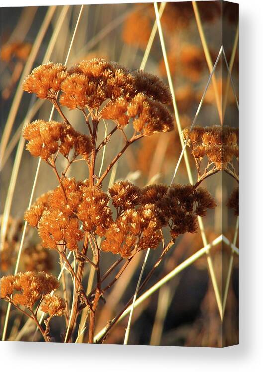 Flower Canvas Print featuring the photograph Golden Reach by David Bader