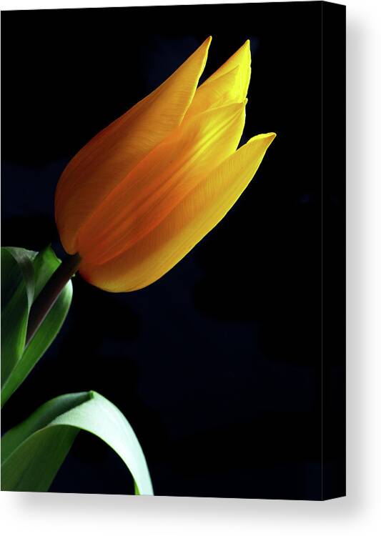 Tulip Canvas Print featuring the photograph Golden Tulip. by Terence Davis