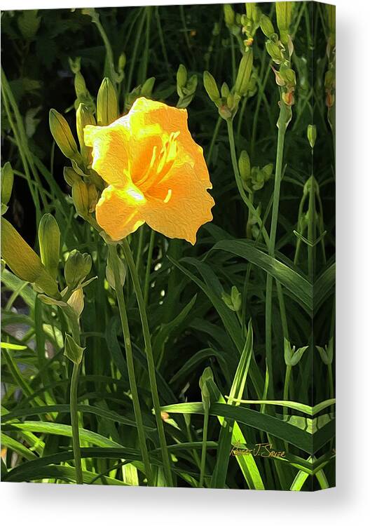  Canvas Print featuring the photograph Golden Yellow Day Lilly by Robert J Sadler