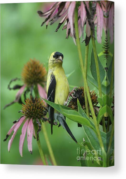 Goldfinch Canvas Print featuring the photograph Goldfinch on Coneflower Seed Head by Robert E Alter Reflections of Infinity