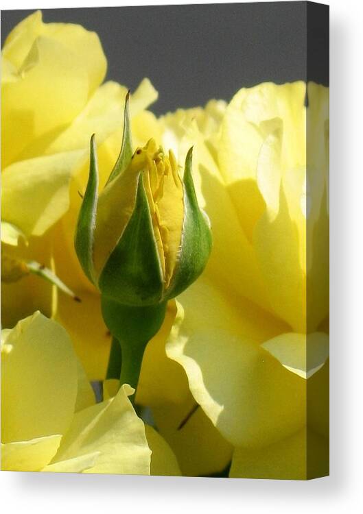 Floral Canvas Print featuring the photograph Good Morning Sunshine by Marla Gilbertson